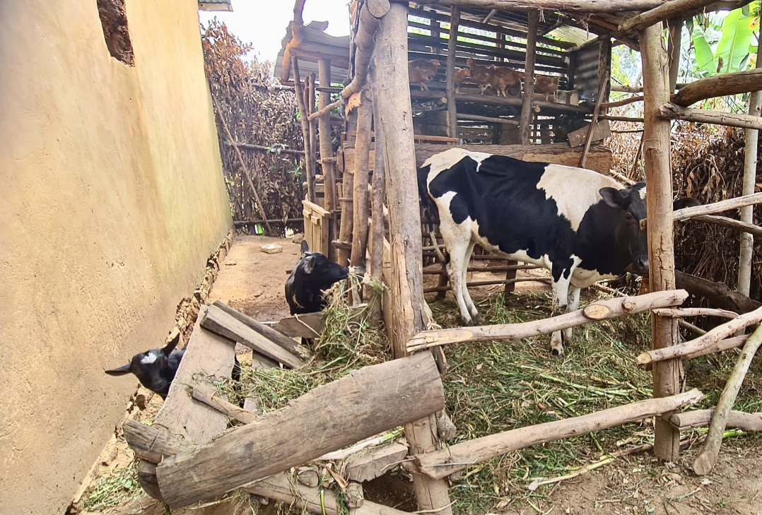 Income-generating projects in parishes of Byumba diocese have been set up with funds from Damascus Trust. Cows and goats provide milk and young to sell as well as providing useful manure.