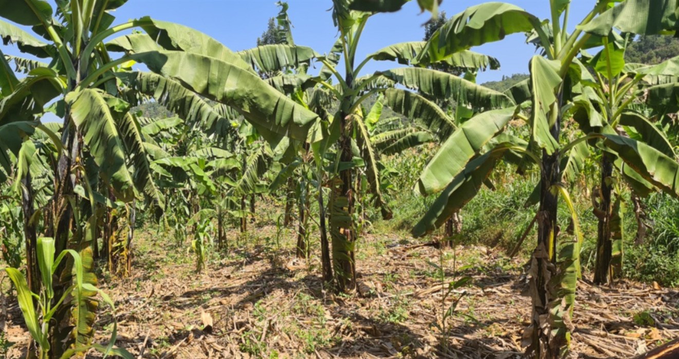 Parish banana plantation - generating income within the first year.
