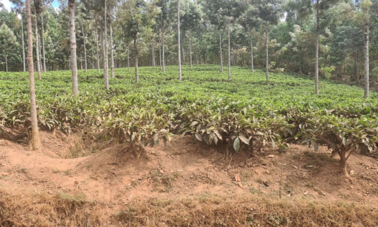 Parish tea plantation.