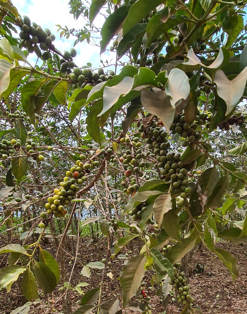 Parish coffee plantation - provides income within two years.