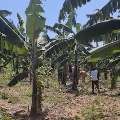 Banana plantation.mp4